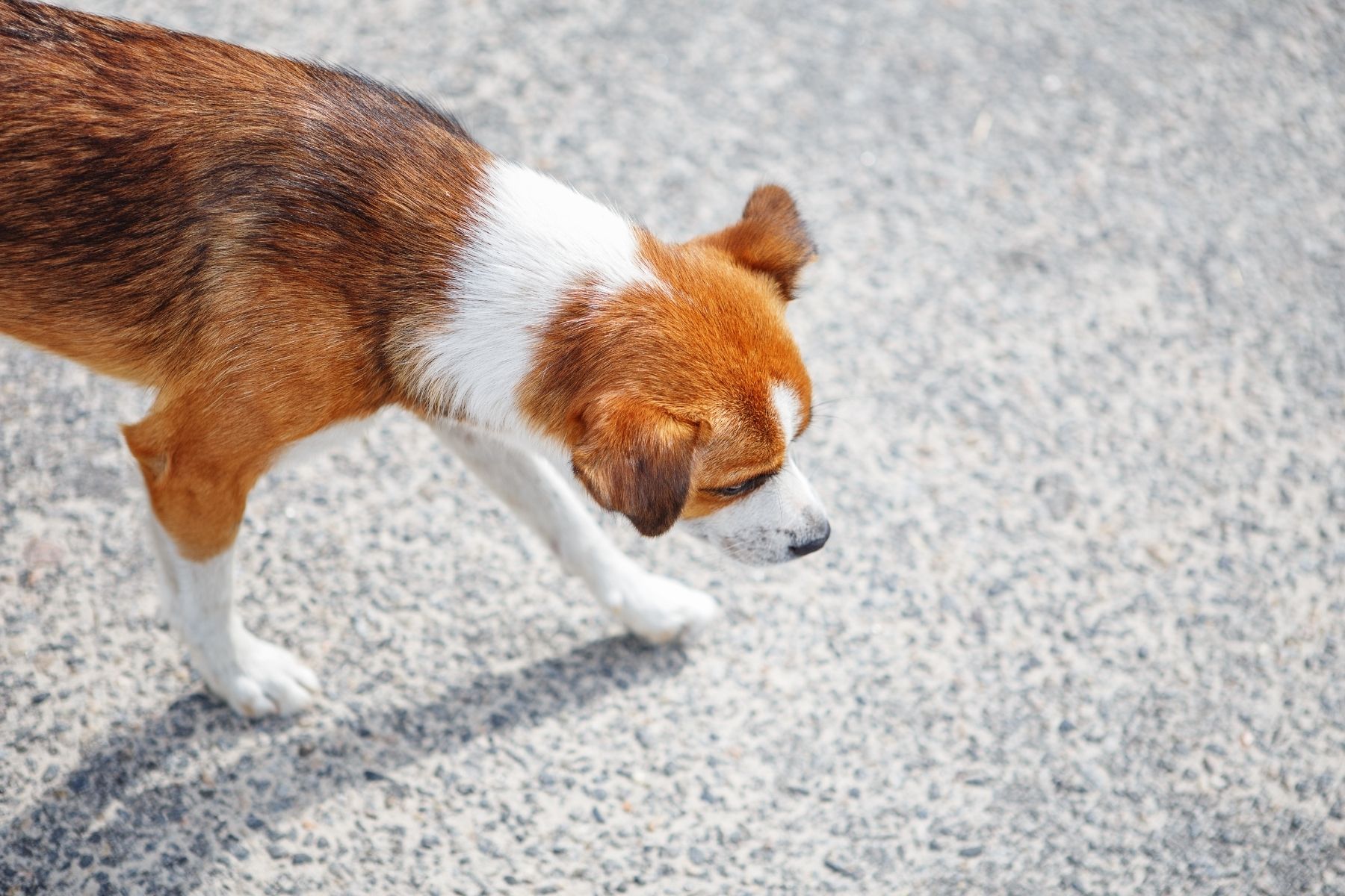 Cute dogs walking on new concrete