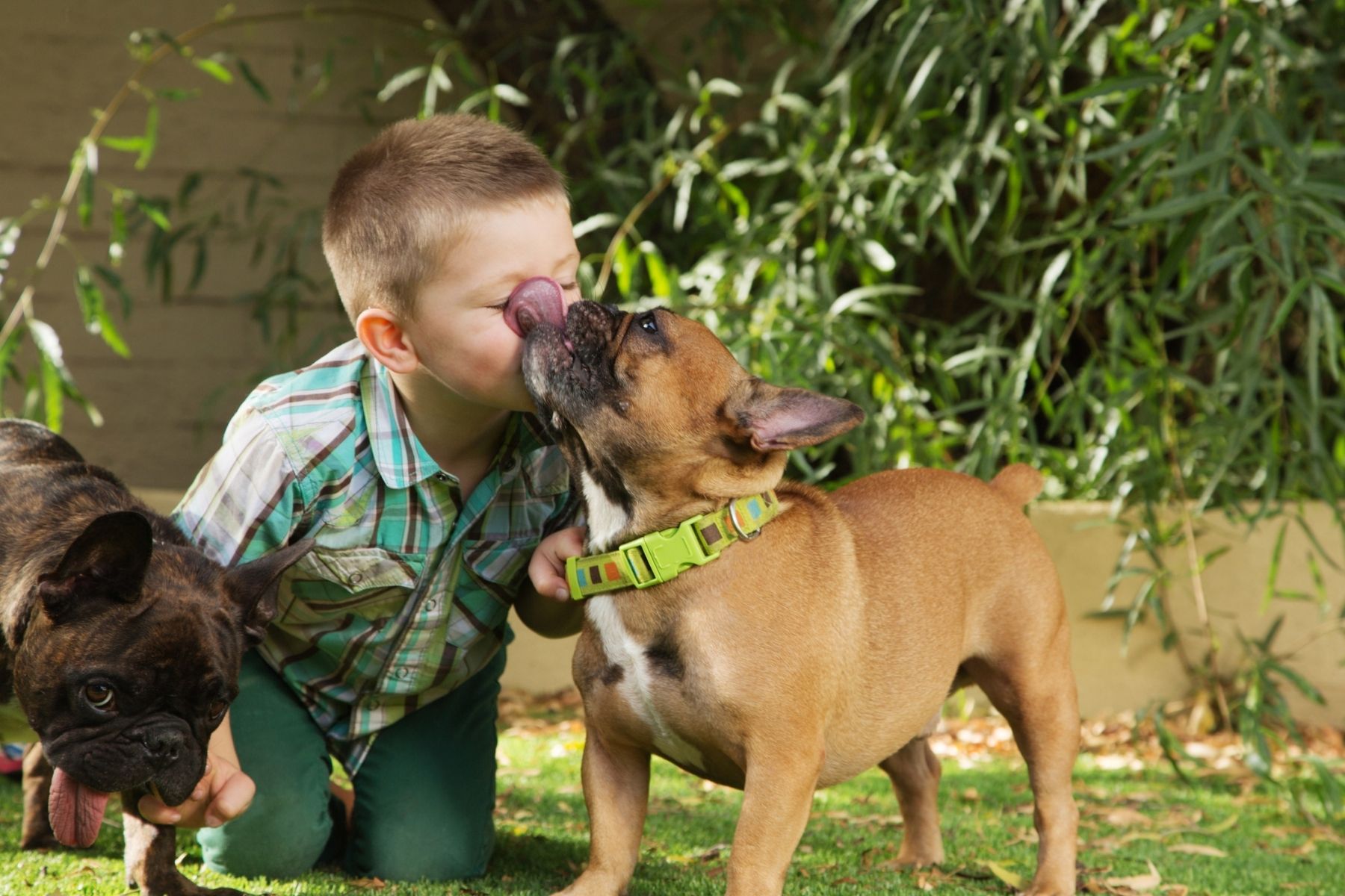 Dog licking a boy's eyes