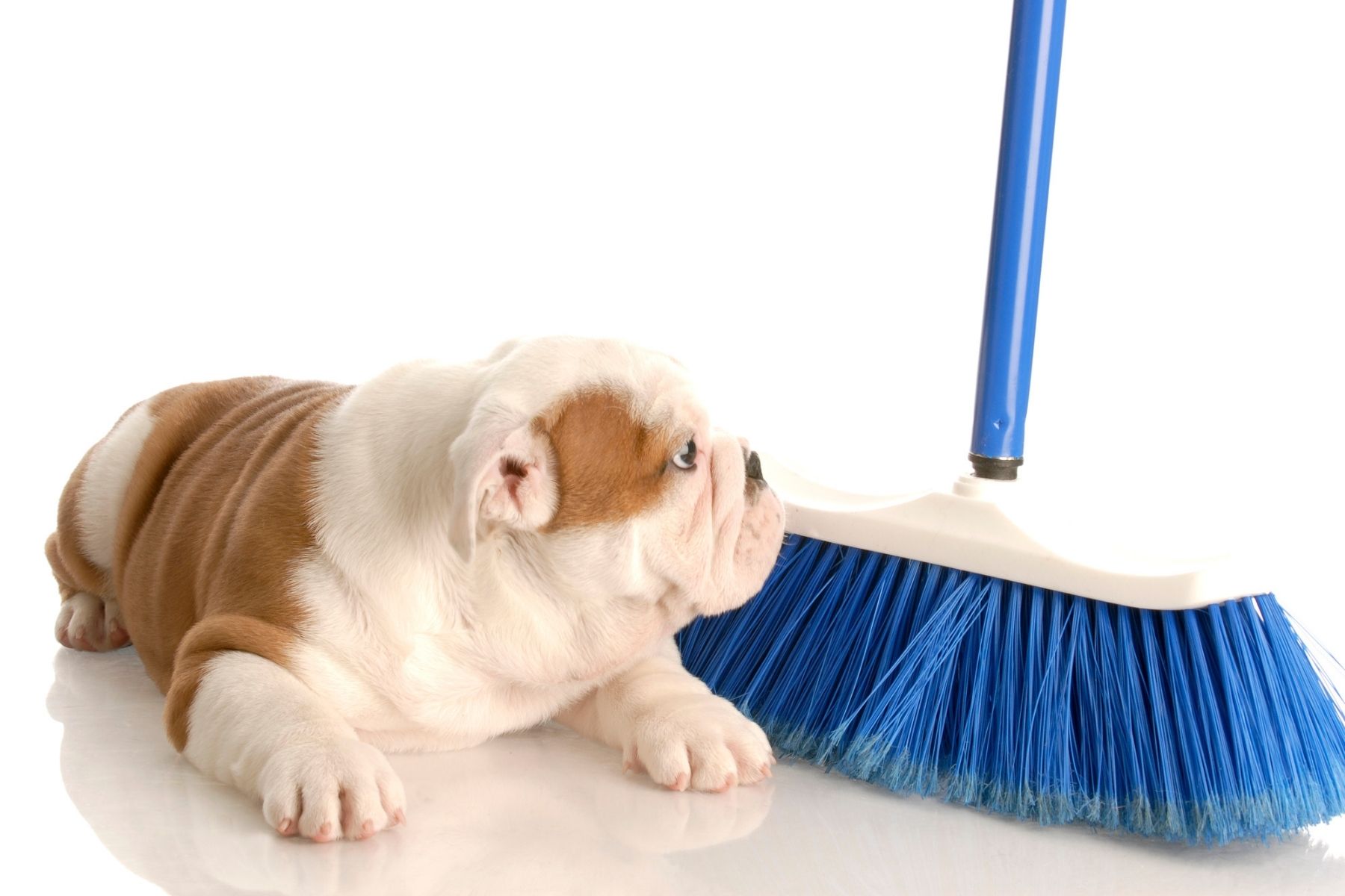 English bulldog scared of a blue broom