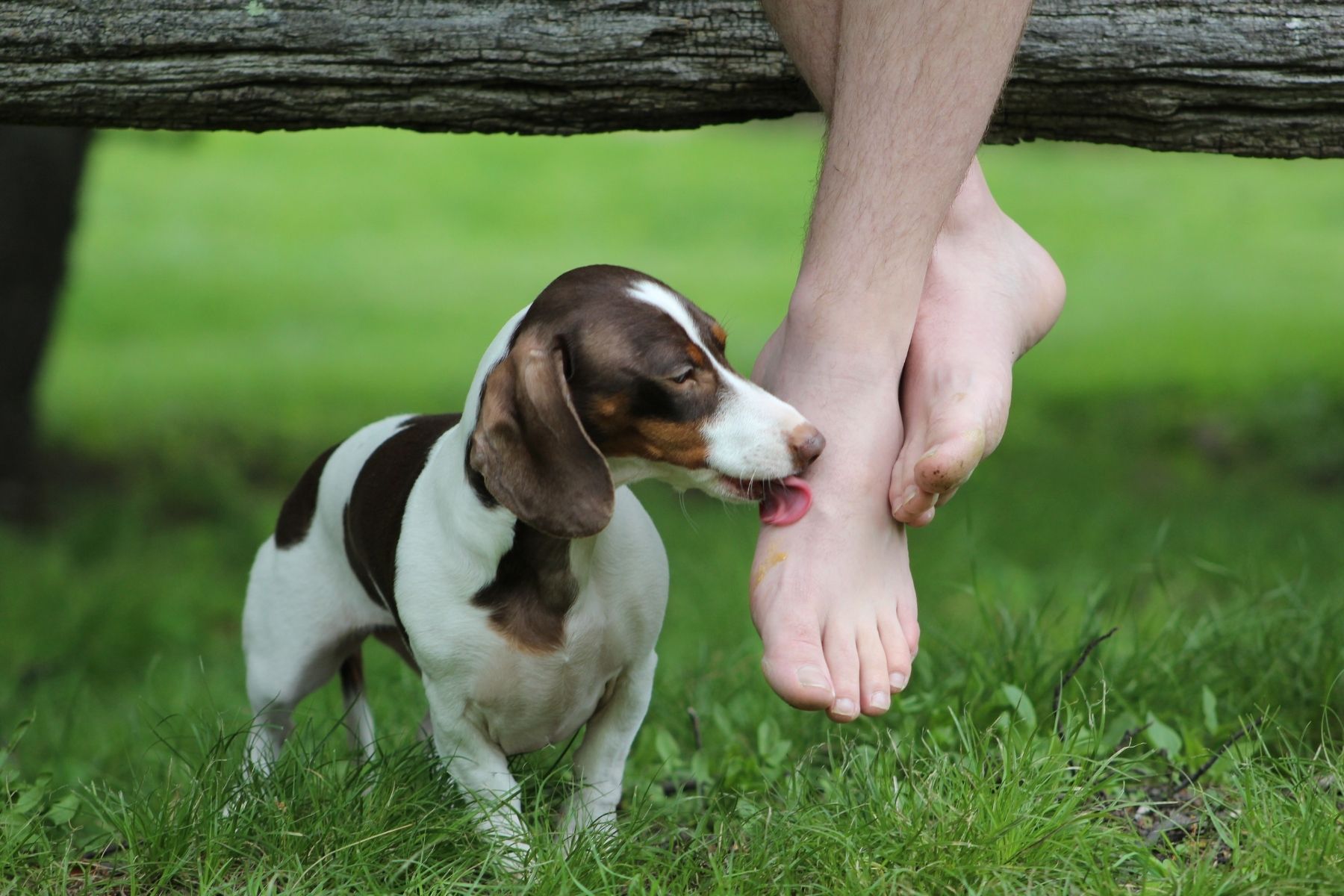 Cute dog licking the leg and foot of his owner.