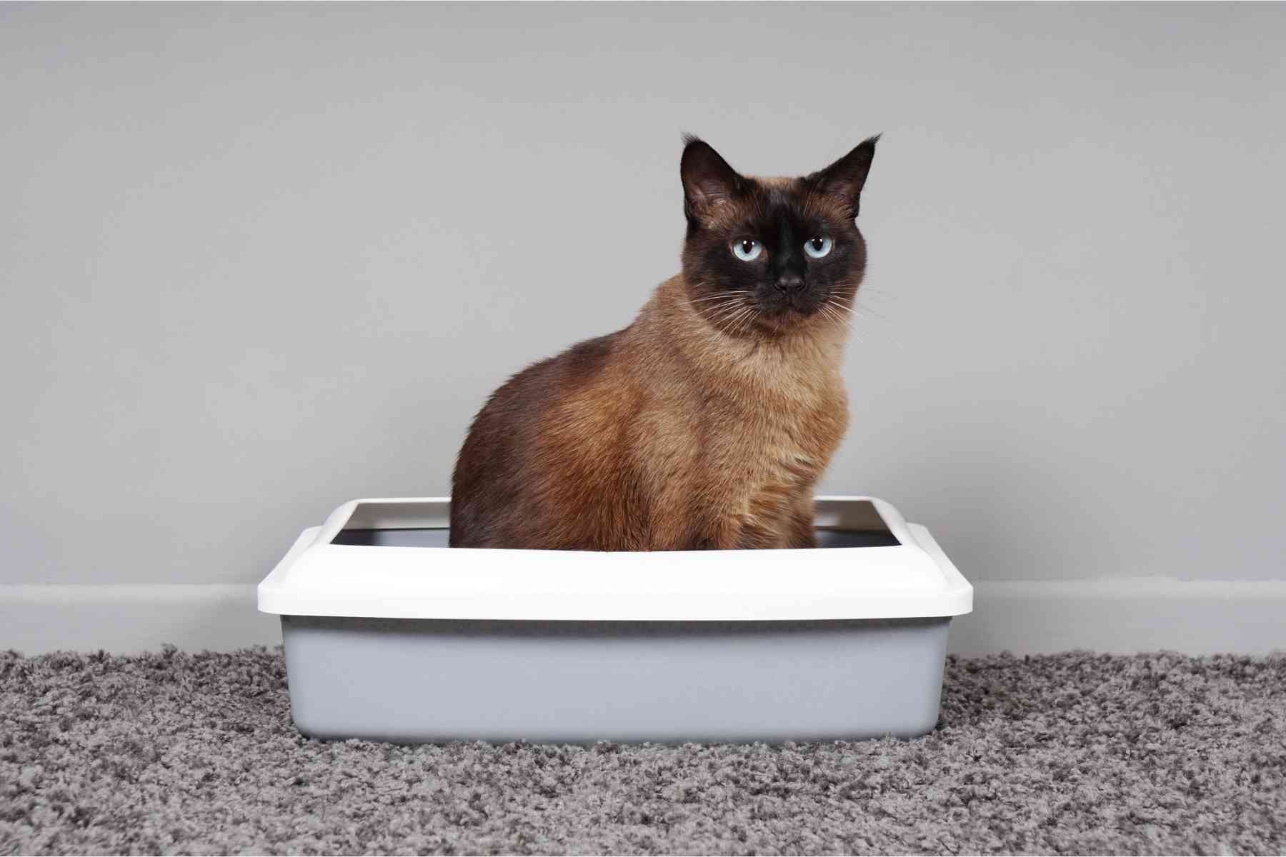 Blue eyed cat pooping in white litter box