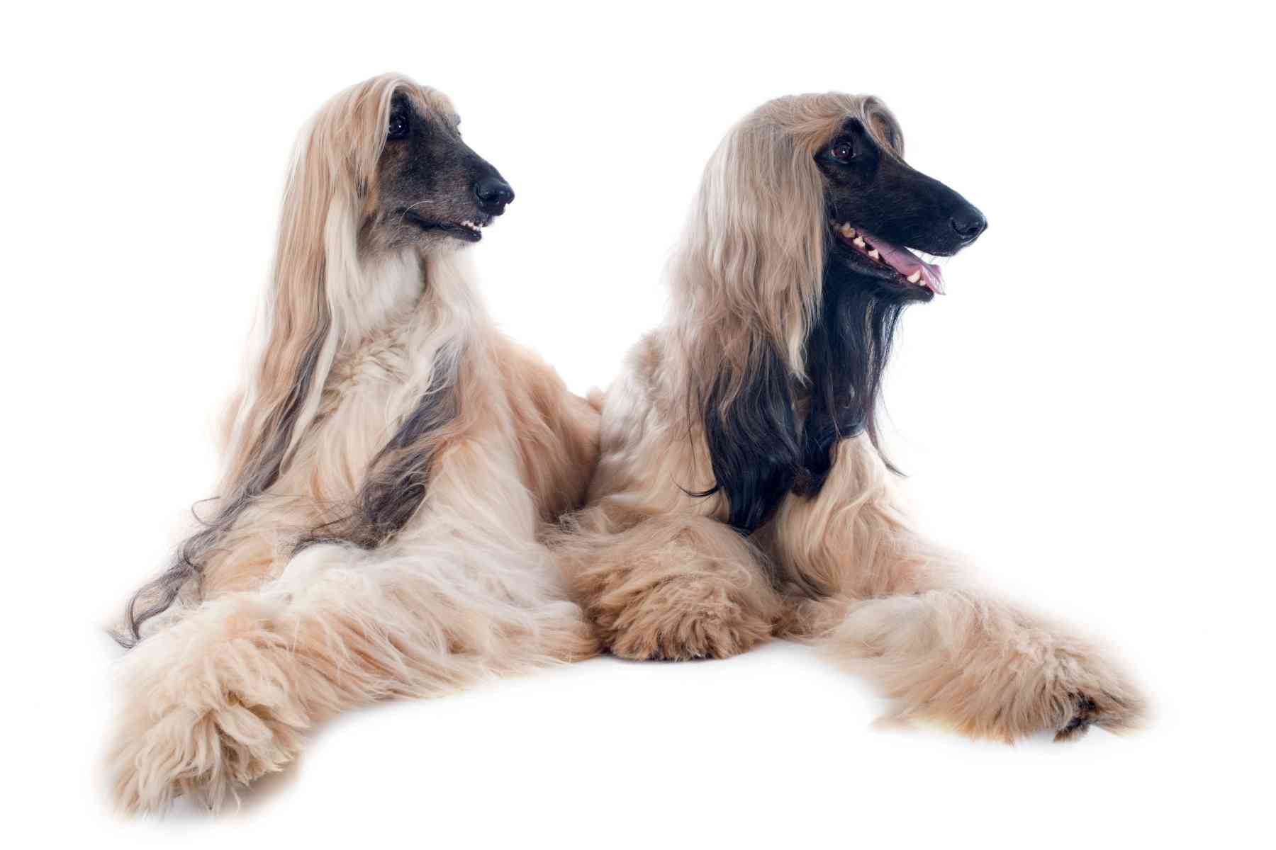 Two Afghan Hounds with long hair laying in front of a white background