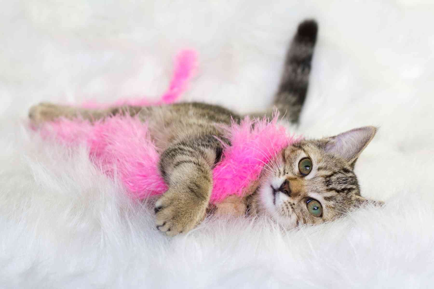 Tabby cat playing on a white fur rug