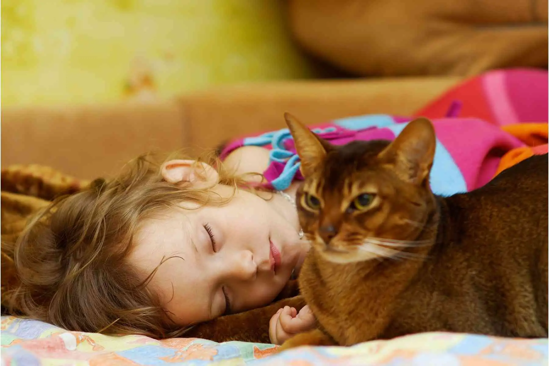 Cat laying close to the head of a sleeping girl