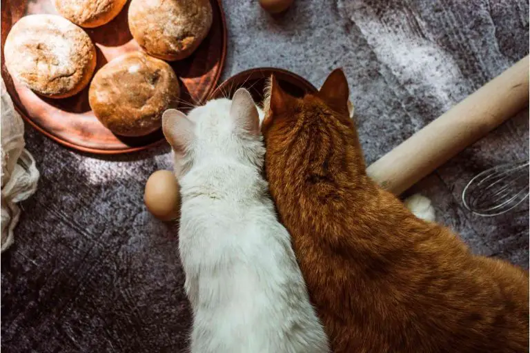 Why Do Cats Like Butter?