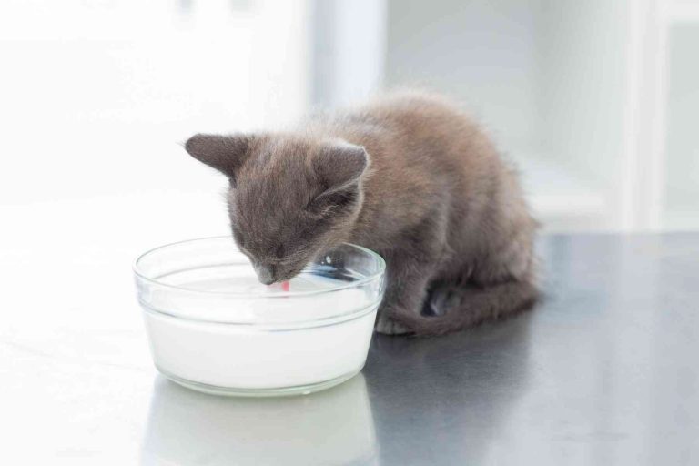 Why Do Cats Like Milk So Much?