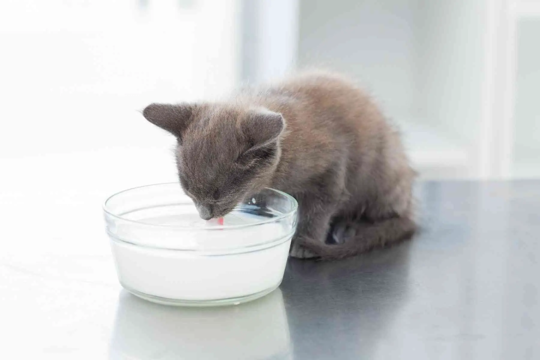 Gray kitten drinking milk from bowl
