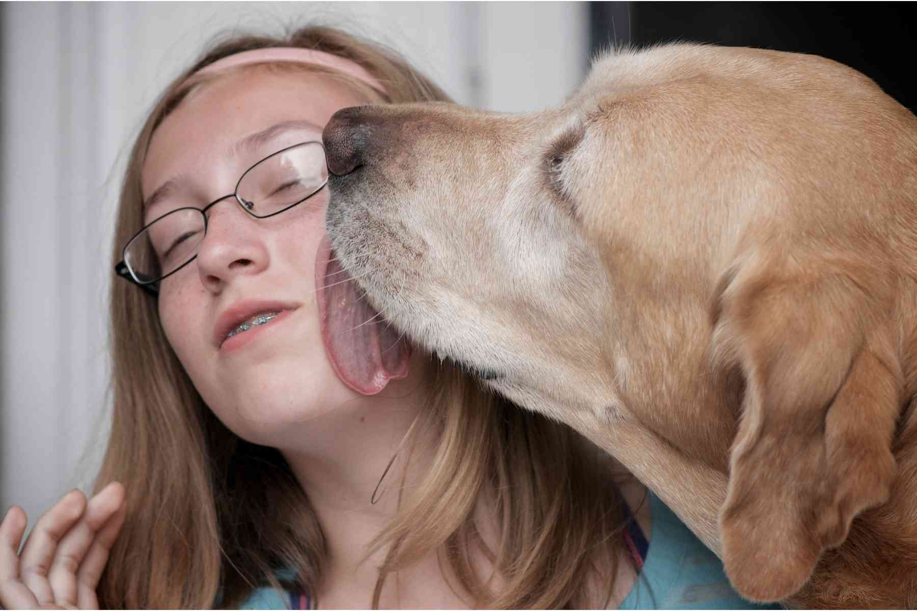 Golden Retriever dog licking the face of a sad girl in glasses