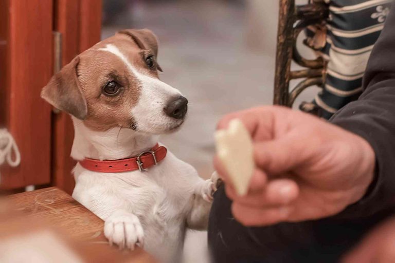 Why Do Dogs Love Cheese?