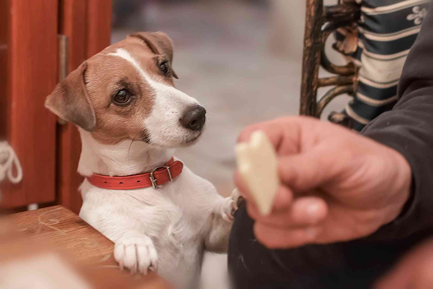 Jack Russell Terrier carefully watching a piece of cheese that a man is holding in his hand