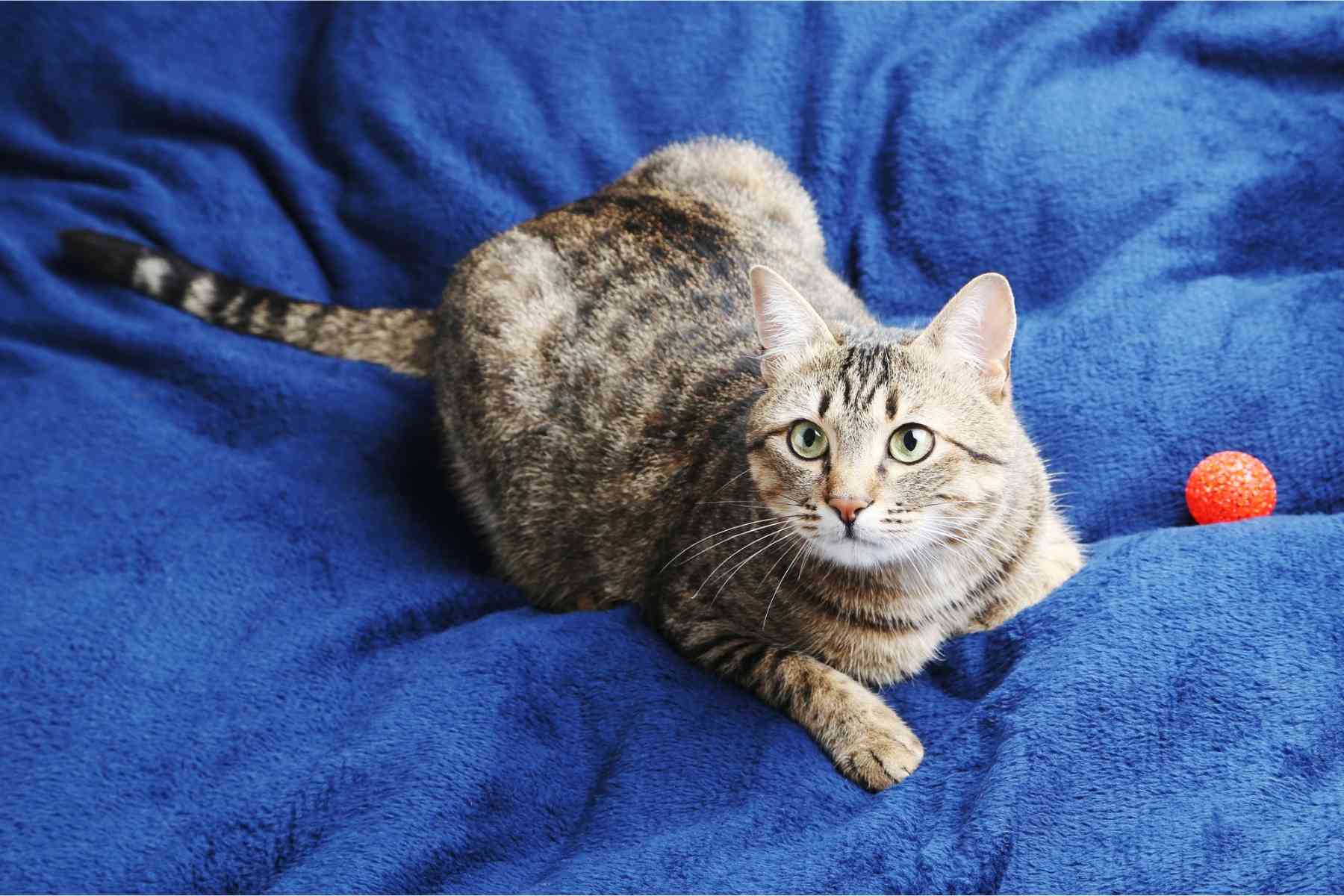 Tabby cat brings an orange ball to owner's blue bed at night