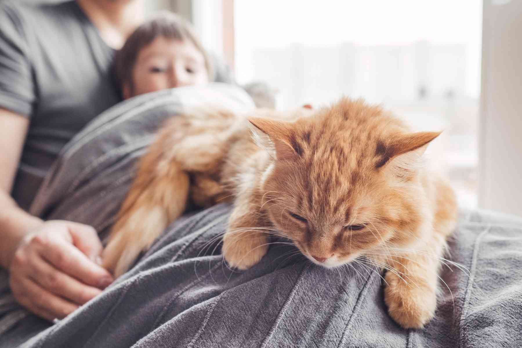 Red cat licking gray blanket and purr