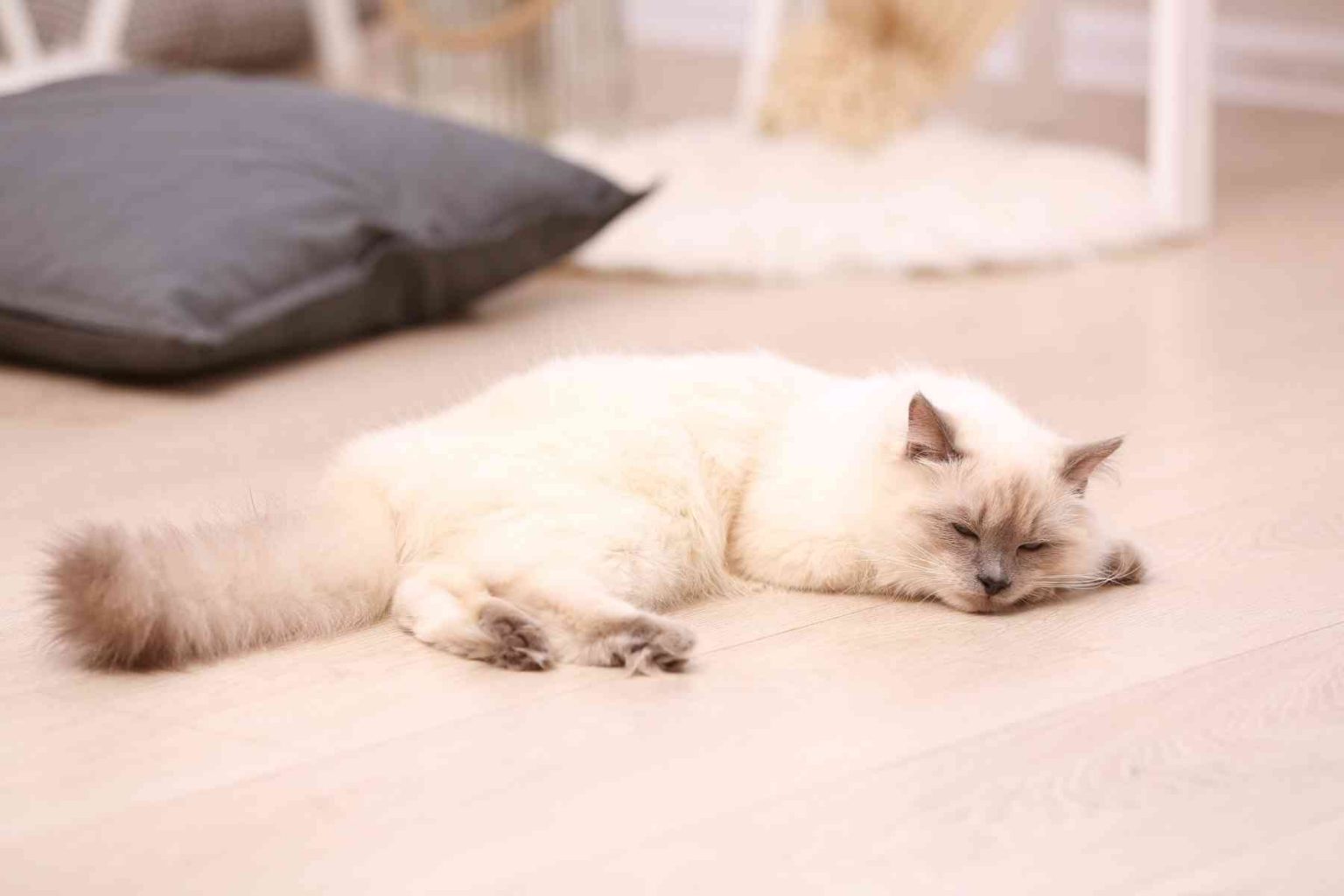Why Does My Cat Sleep on The Floor?