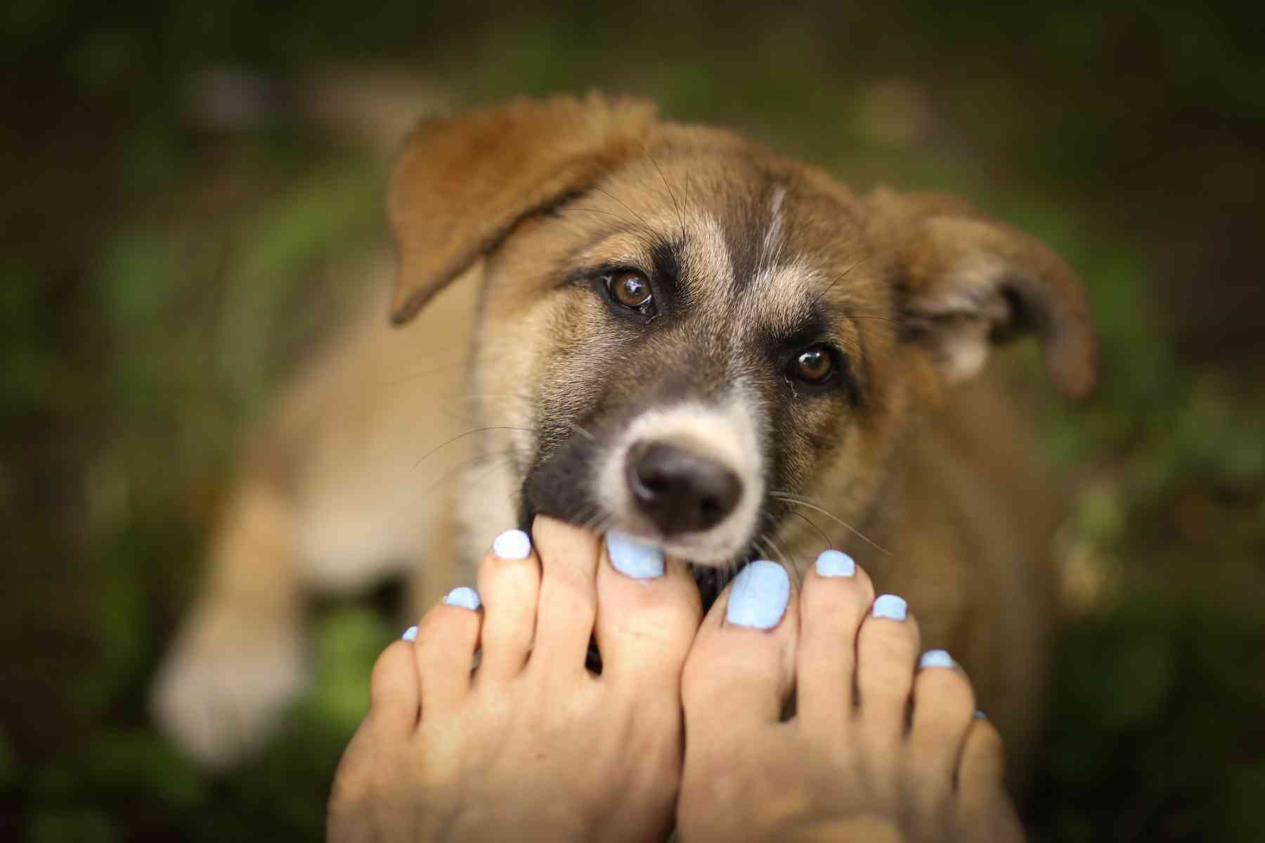 Cute puppy gently biting owner's feet