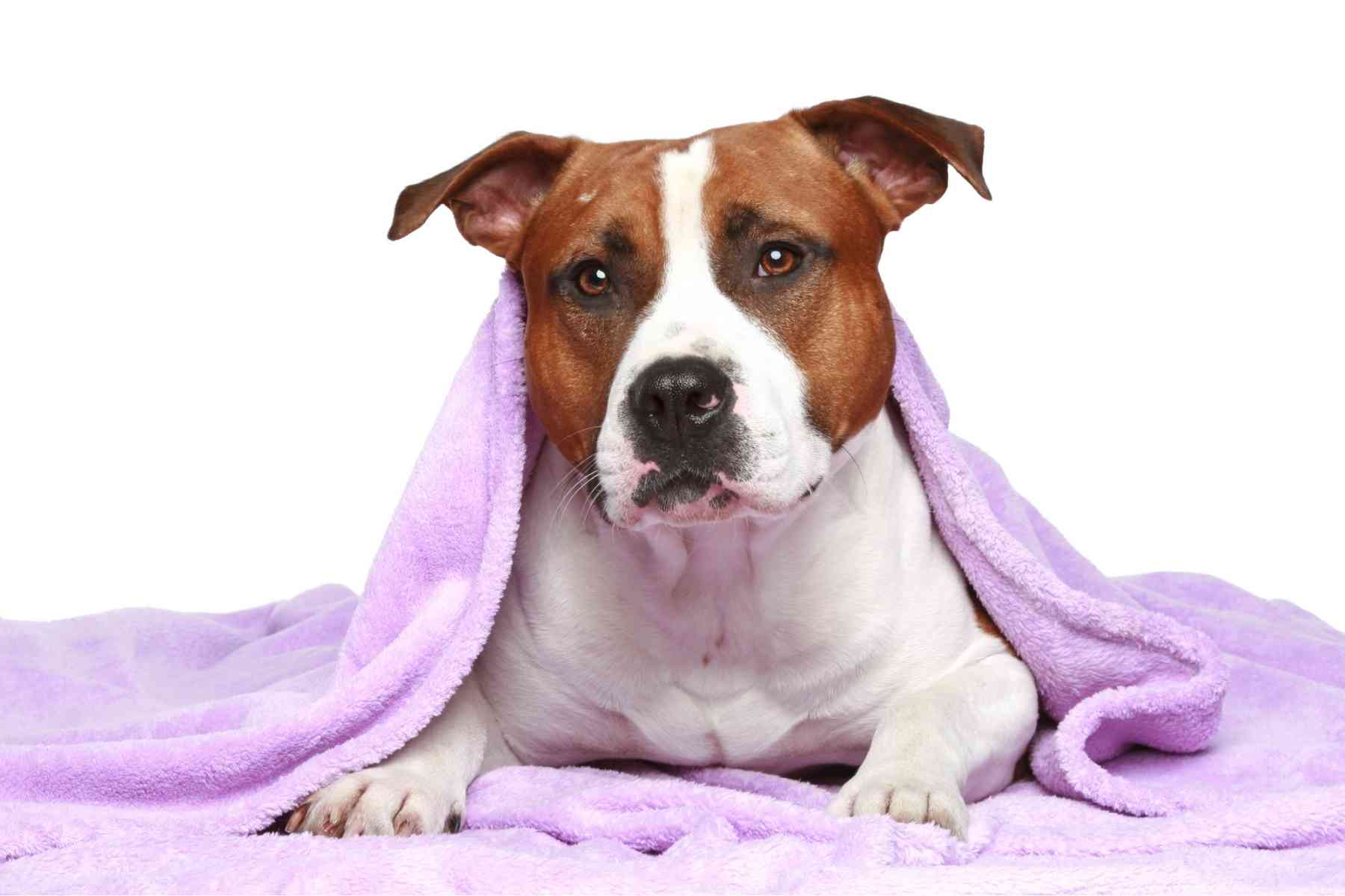 staffordshire bull terrier laying under its favorite purple blanket