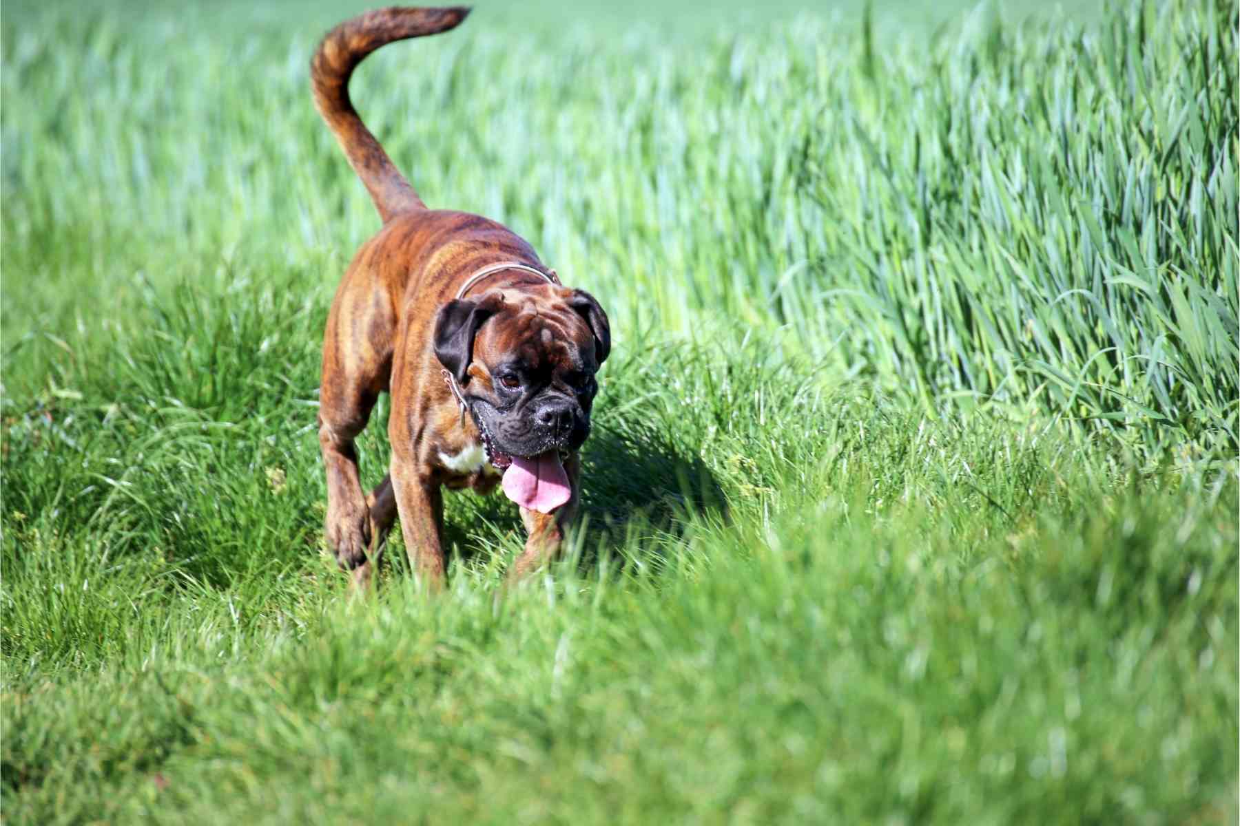 Boxer dog kicking its back legs randomly