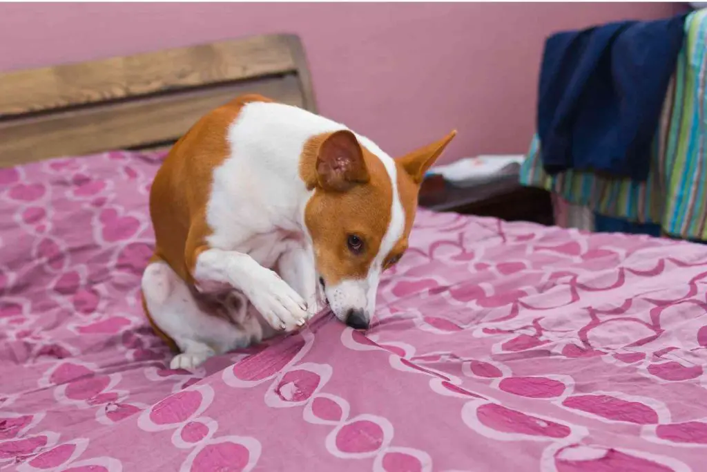 Why Does My Dog Lick The Bed?