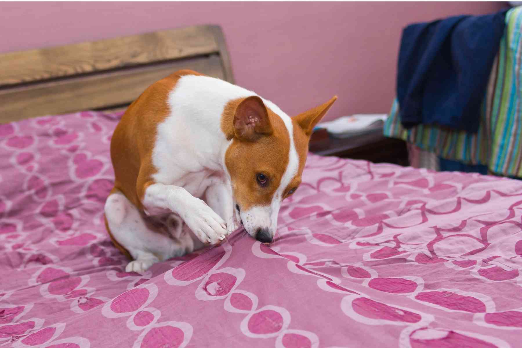 Small dog lick and nibble owner's pink bed sheets