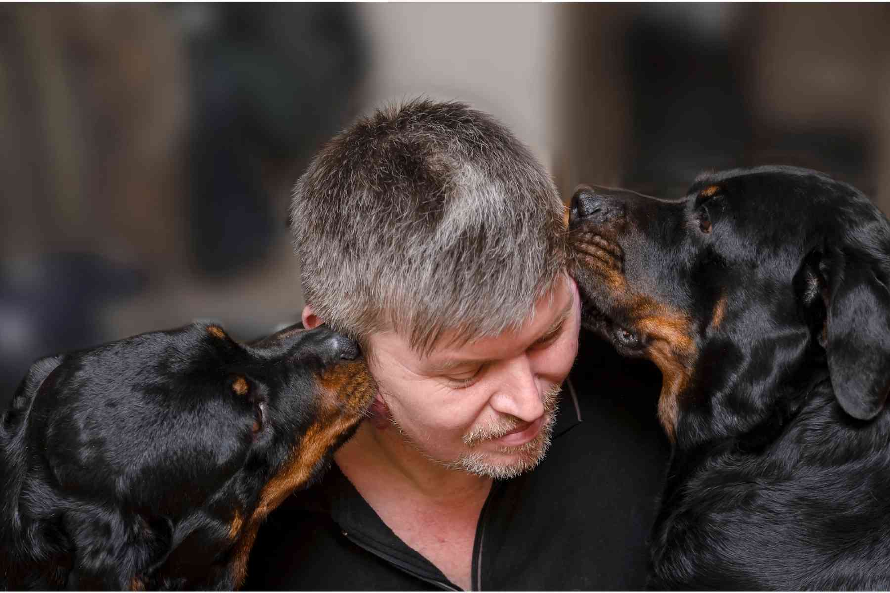 Two Rottweiler dogs gently nibble gray haired man's ears