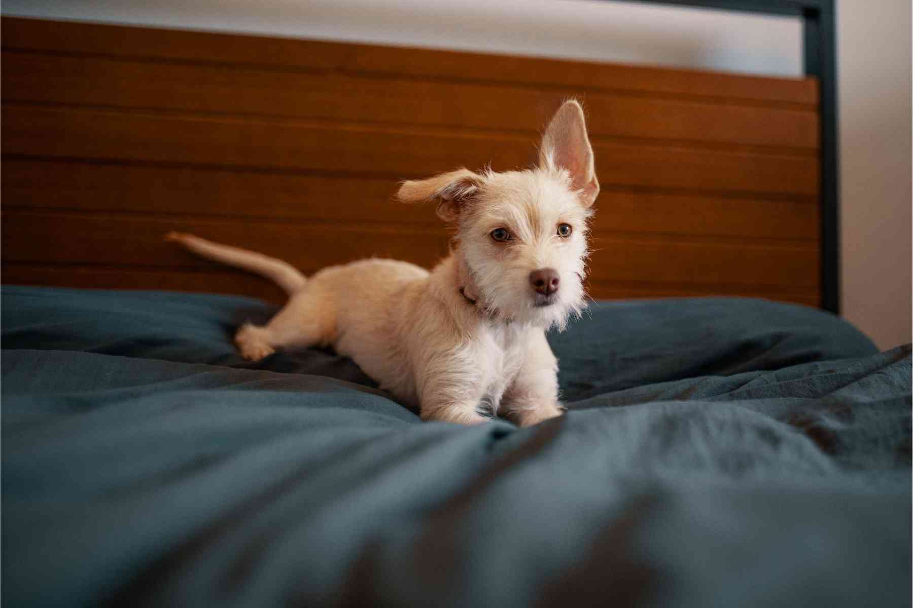 Dog scratching green bed sheets