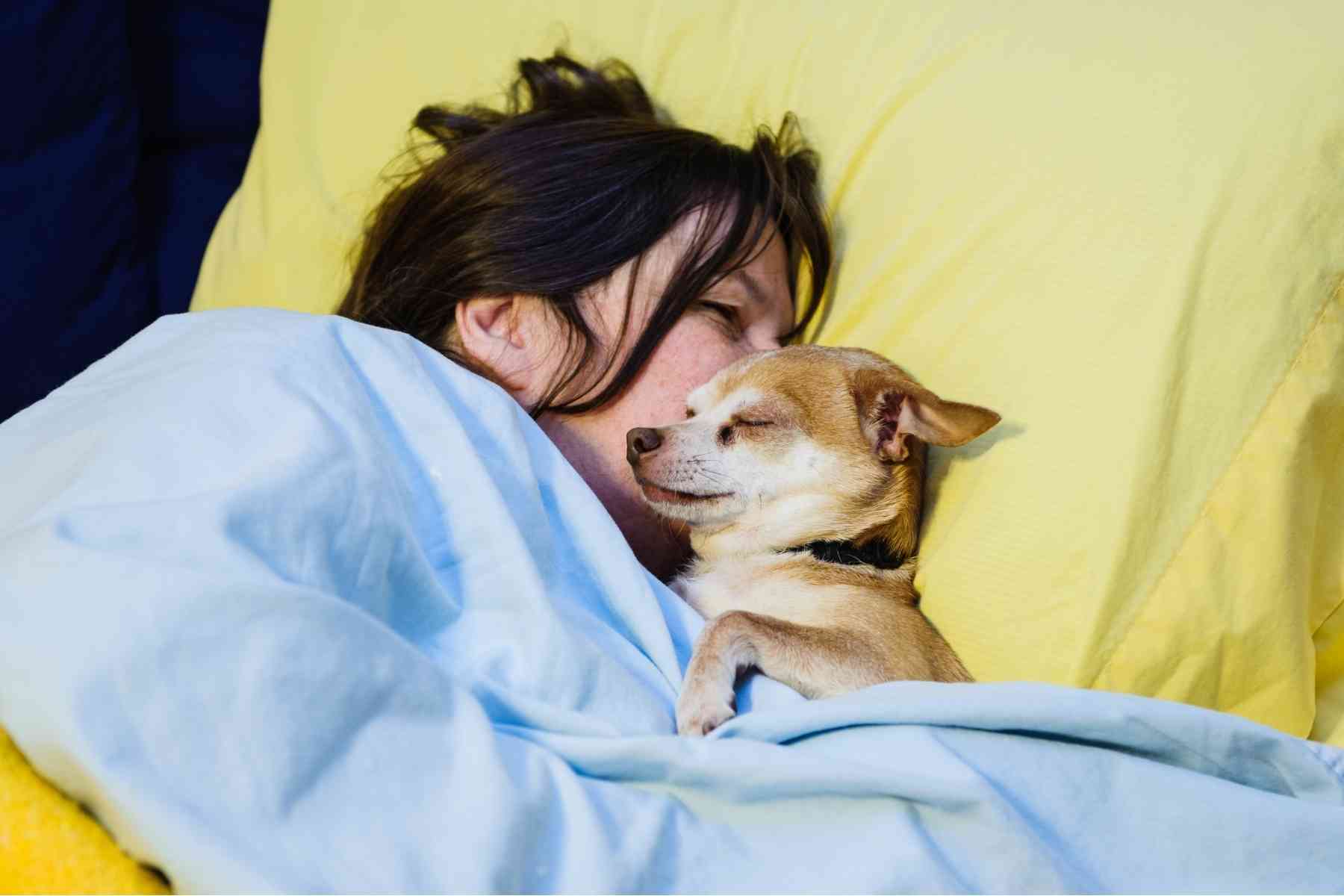 Tiny dog sleeping on woman