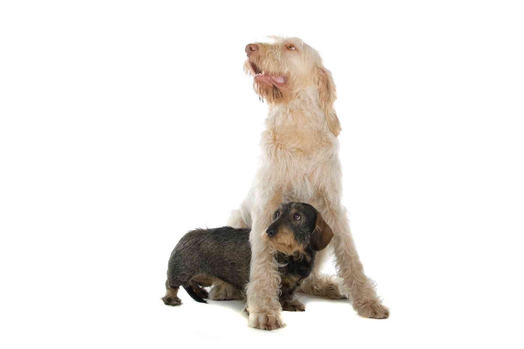 Spinone italiano dog standing over a wire haired dachshu