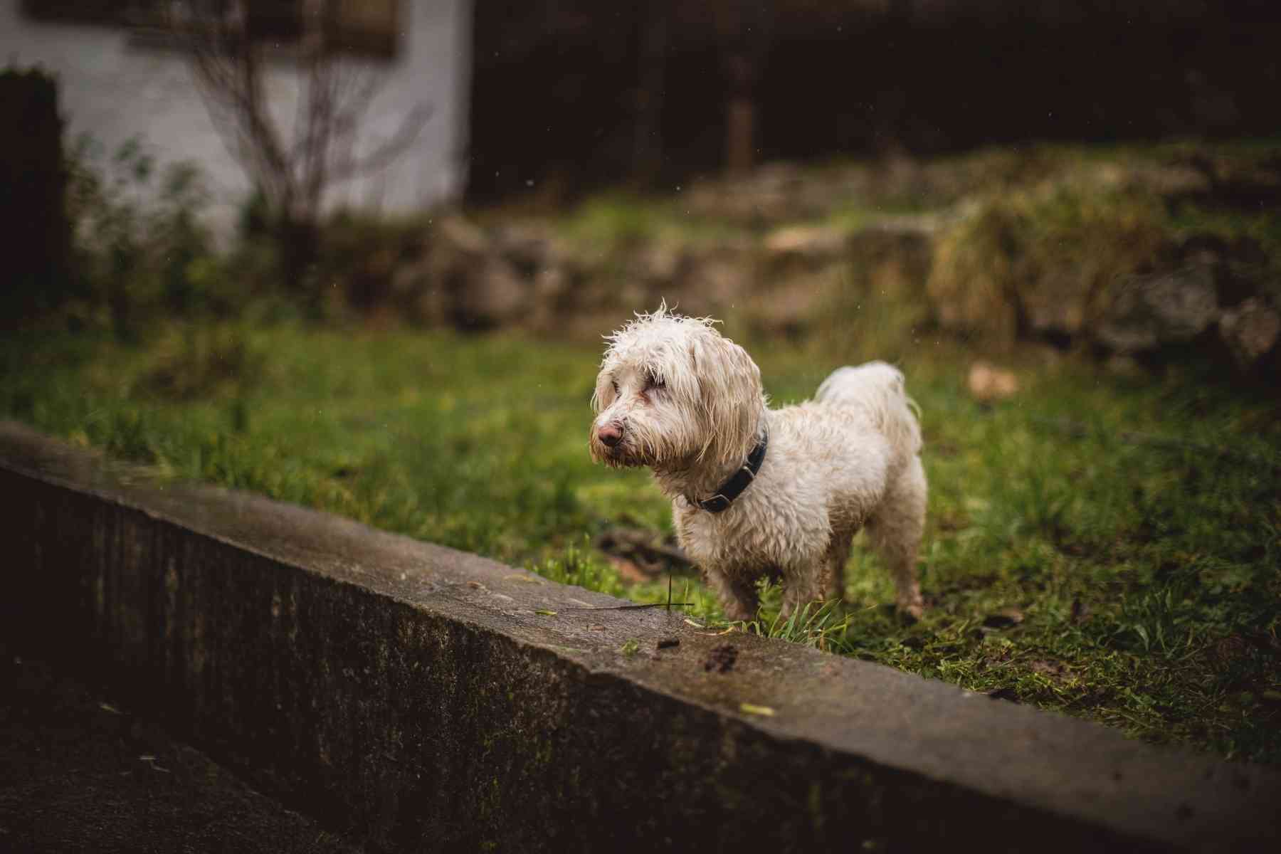 Small white dog staying out in the rain looking sad