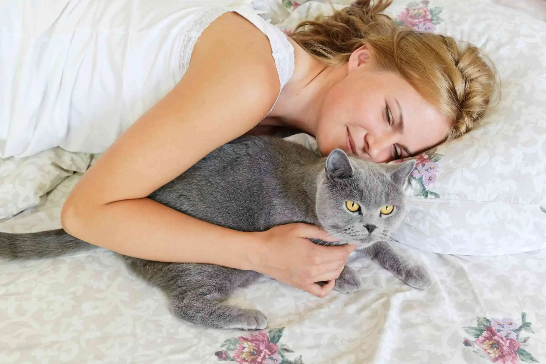 Gray British Shorthair cat being affectionate to its female owner in the morning