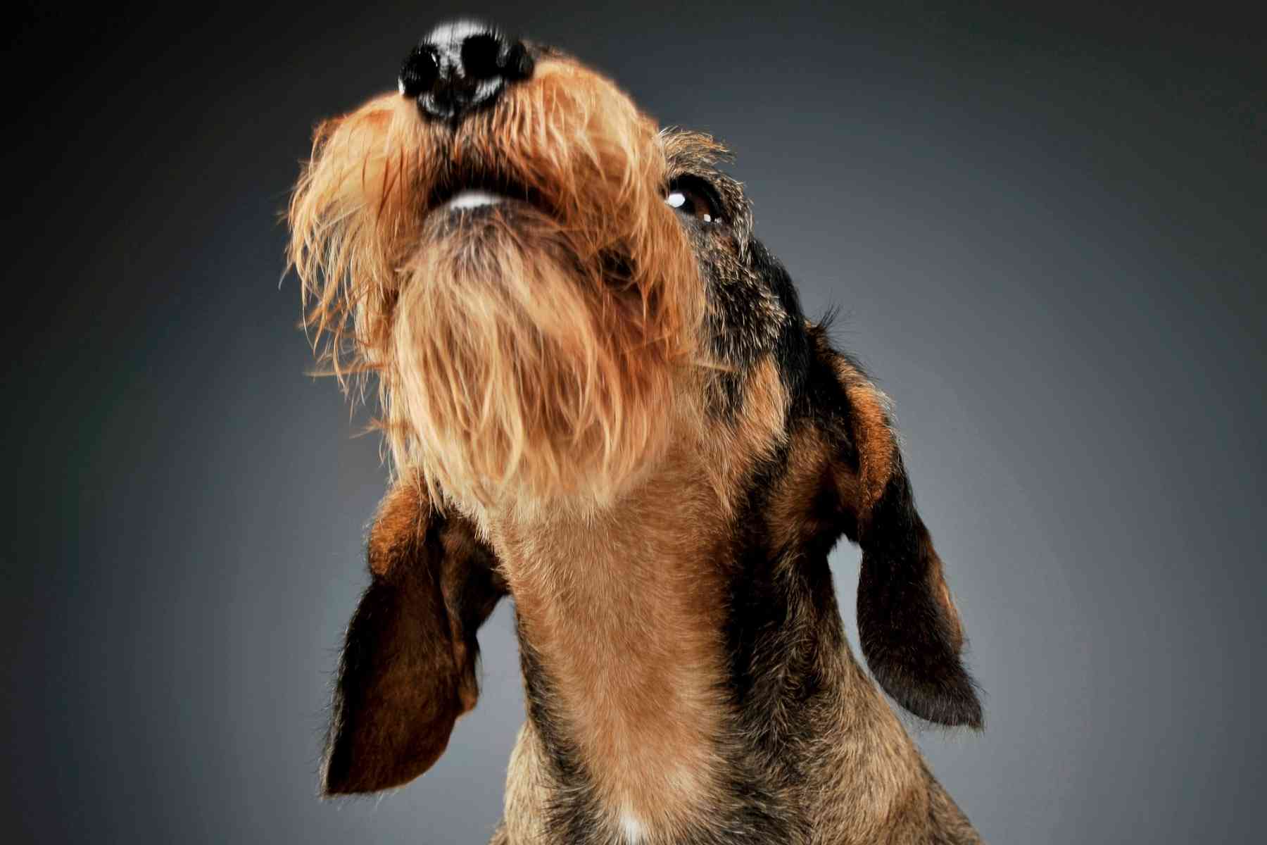 wire-haired dachshund sniffing the air and looking up