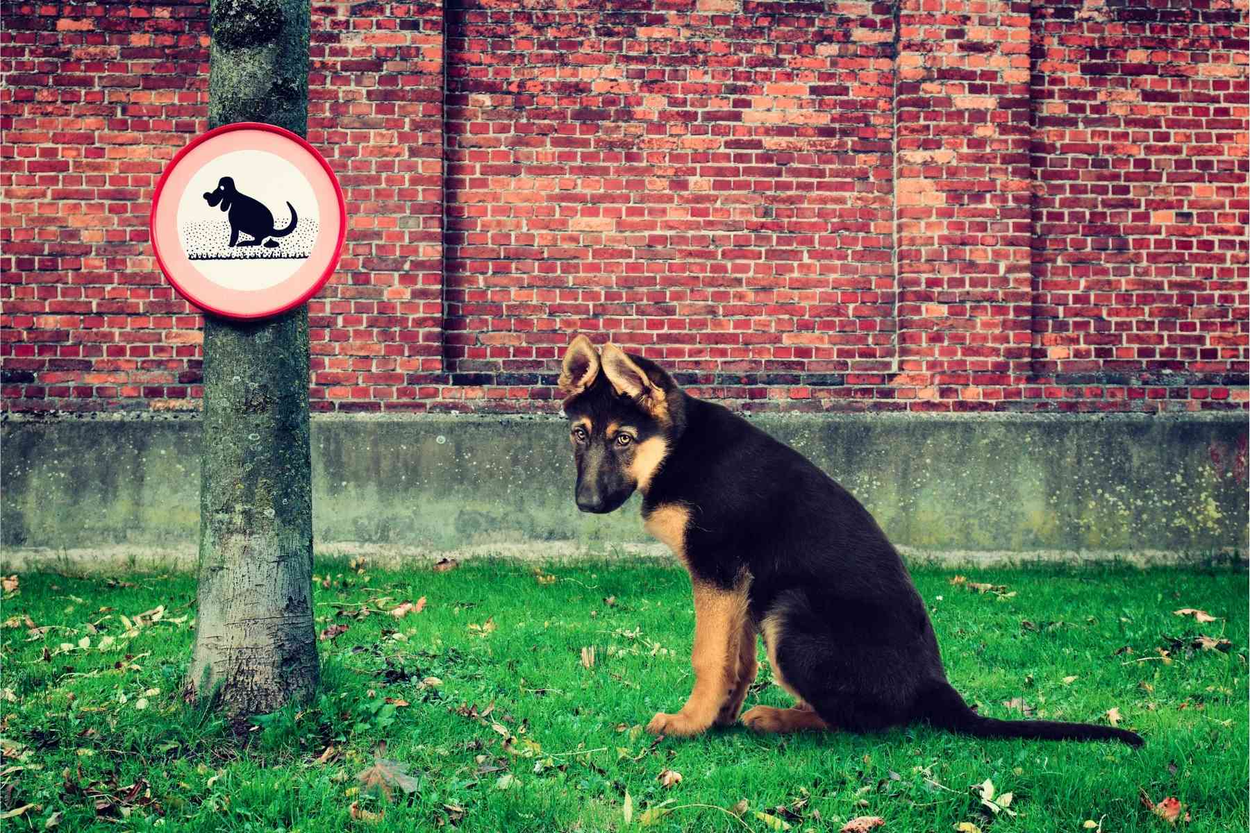 German Shepherd dog sitting on the lawn feeling sorry for not being able to poop outside