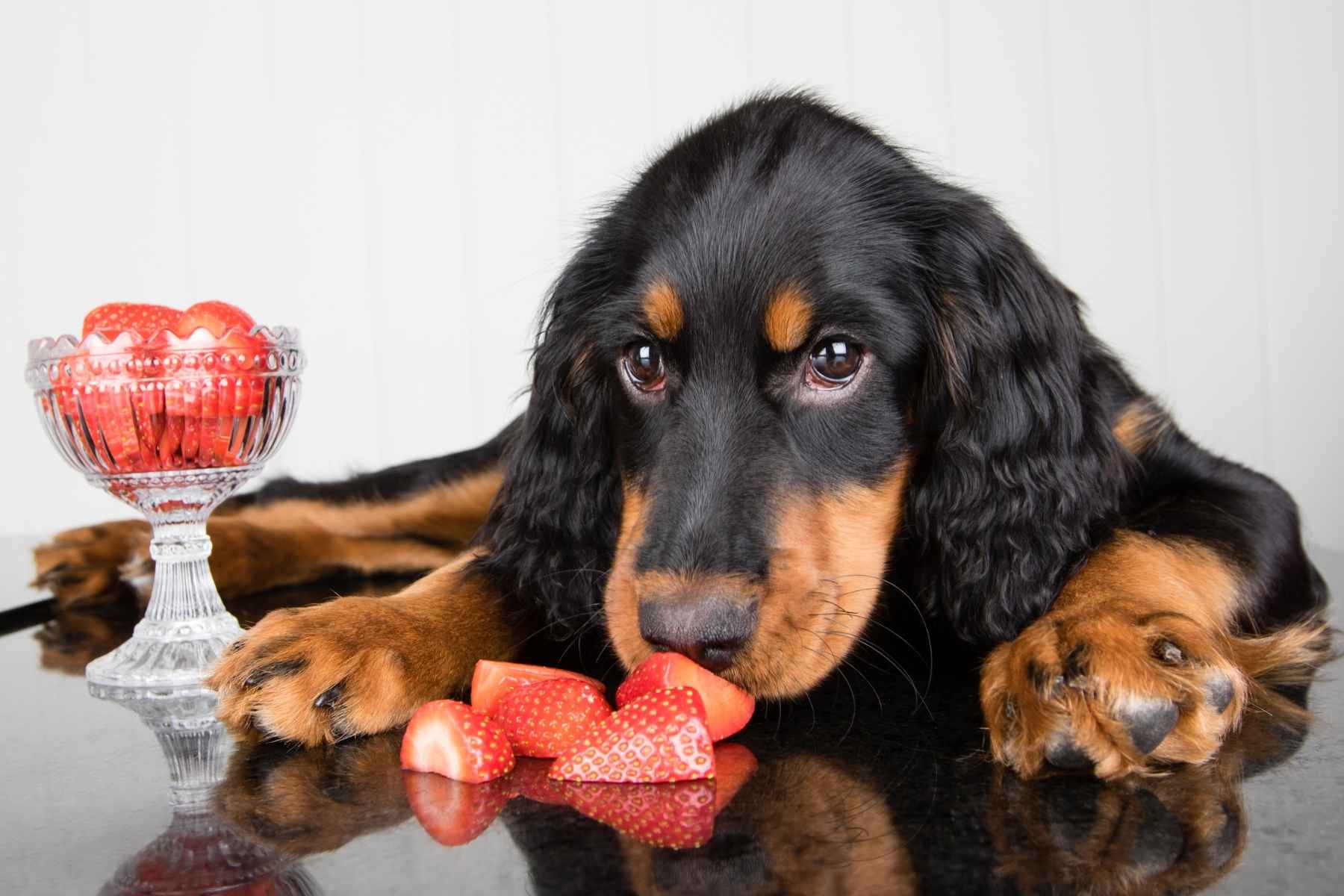 Dog considering eating strawberries
