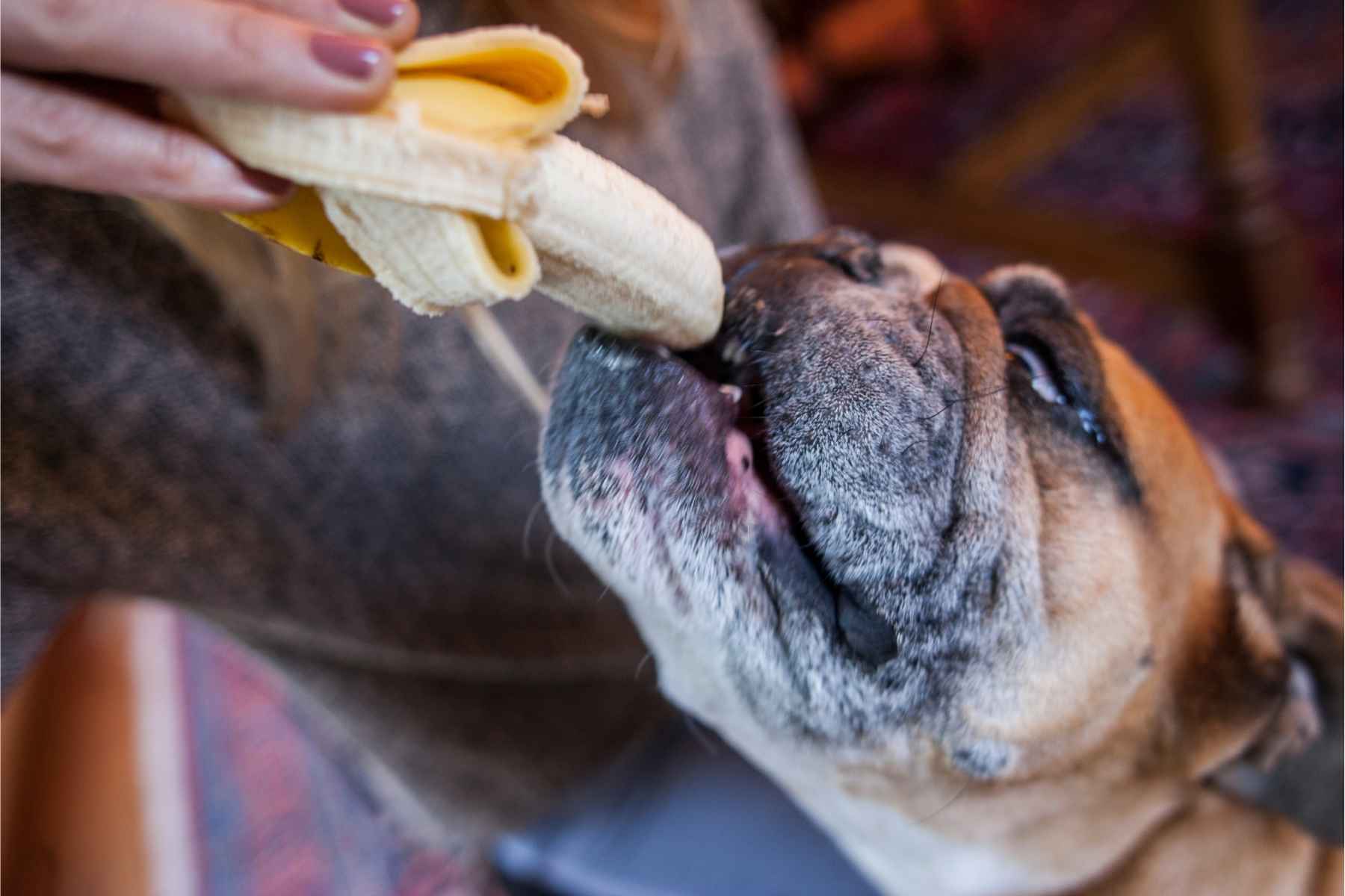 Dog eating a banana from a woman's hand