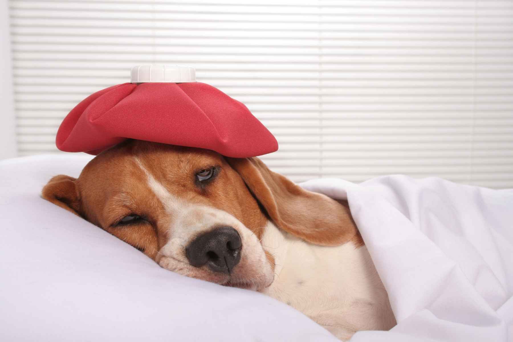 Dog with a fever lying in bed with an ice pack on its head