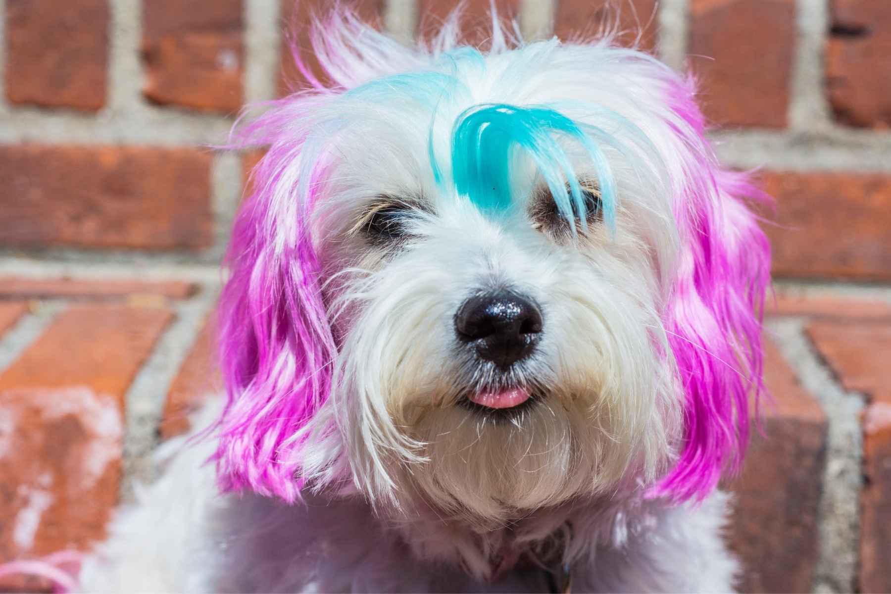 Cute white dog painted in vibrant colors