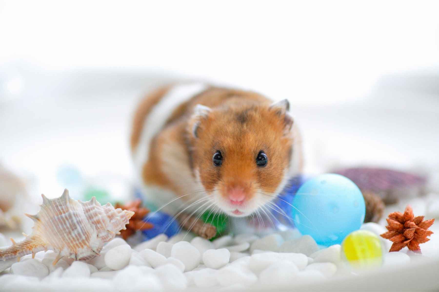 A hamster and many colorful things