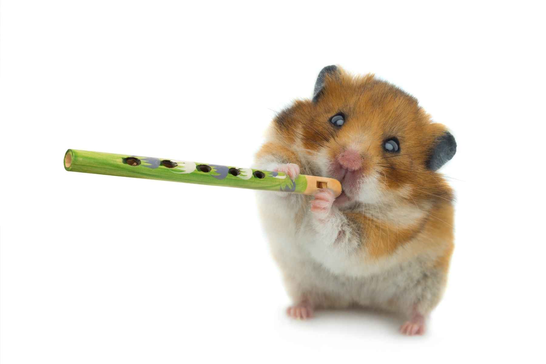 Hamster playing the flute loudly