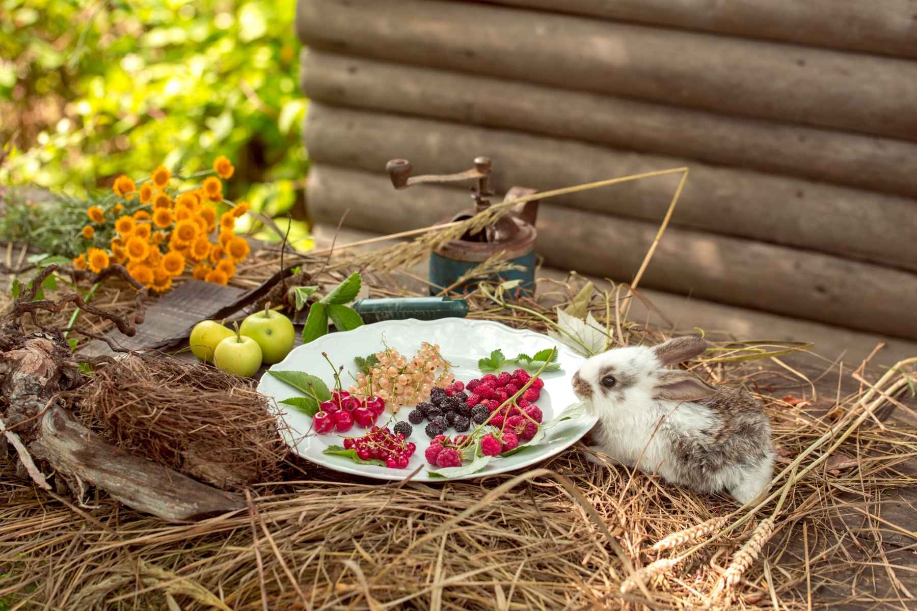 Tiny rabbit eating berries including raspberries