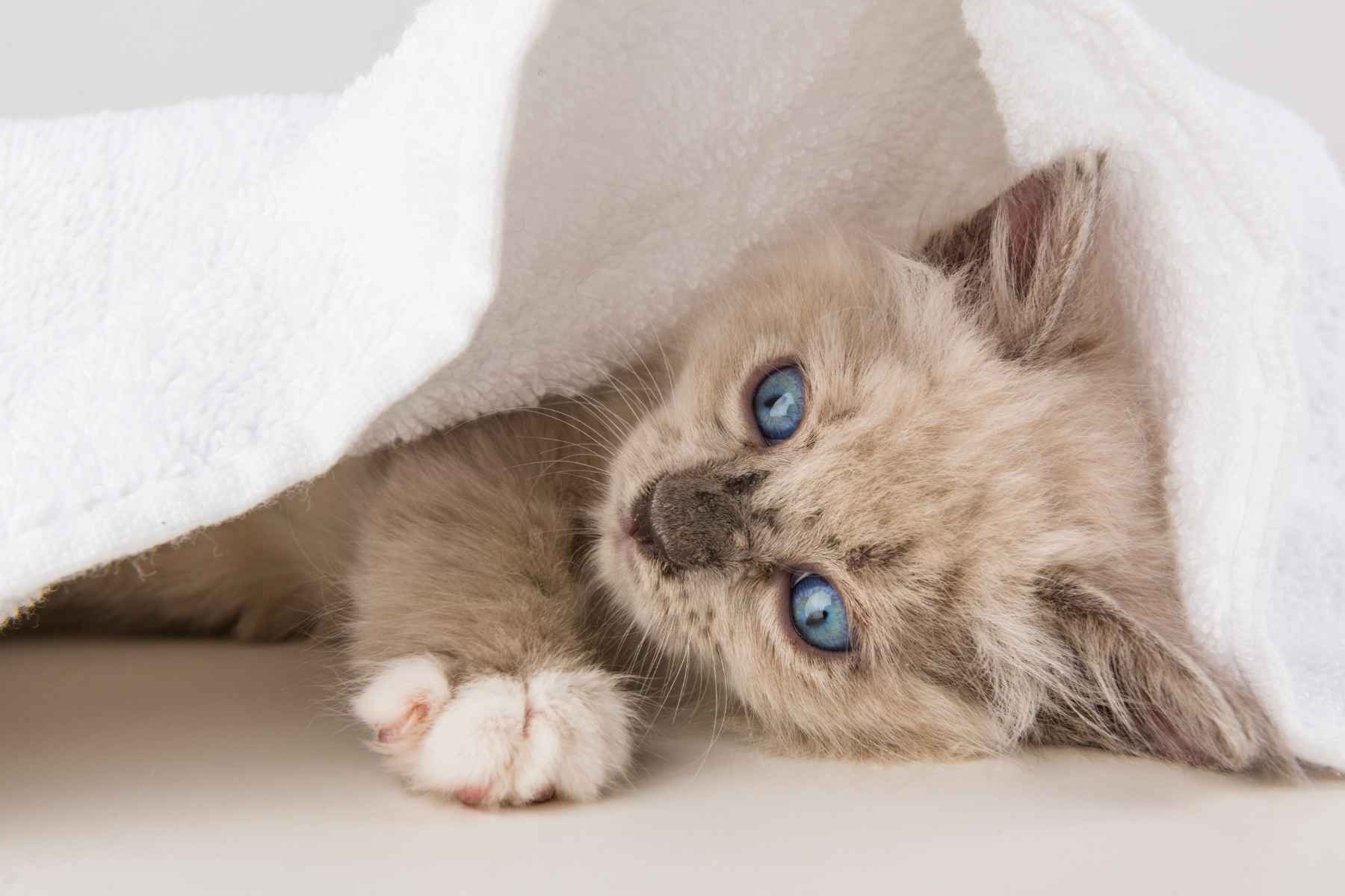 kitten laying under a white blanket