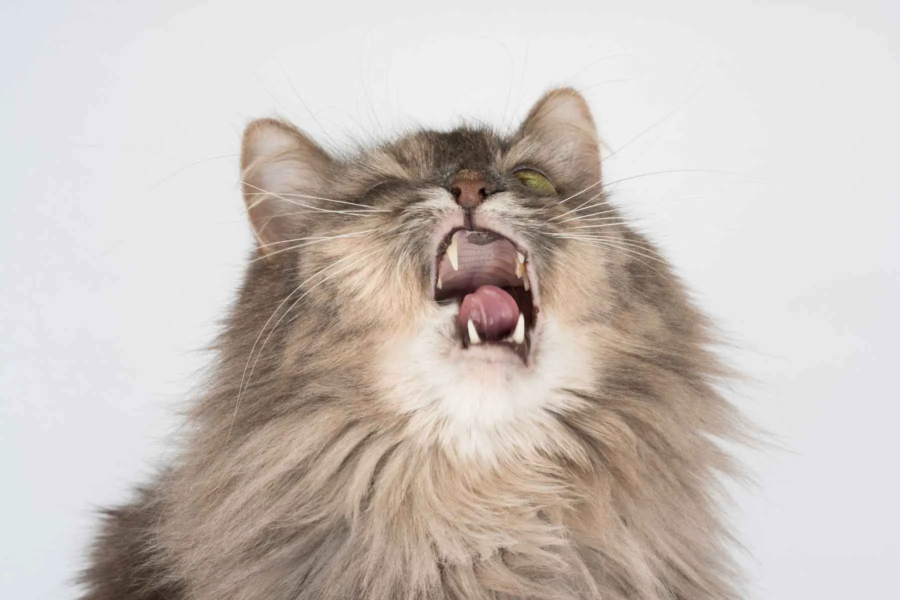 long haired cat sneezing