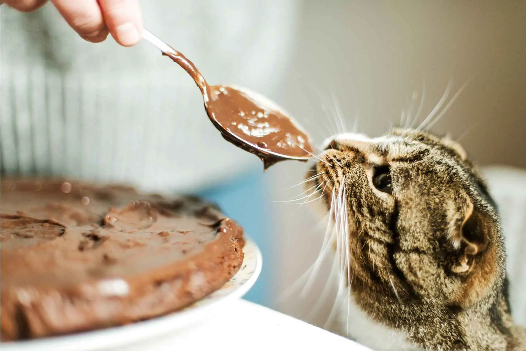 Cat sniffing milk chocolate