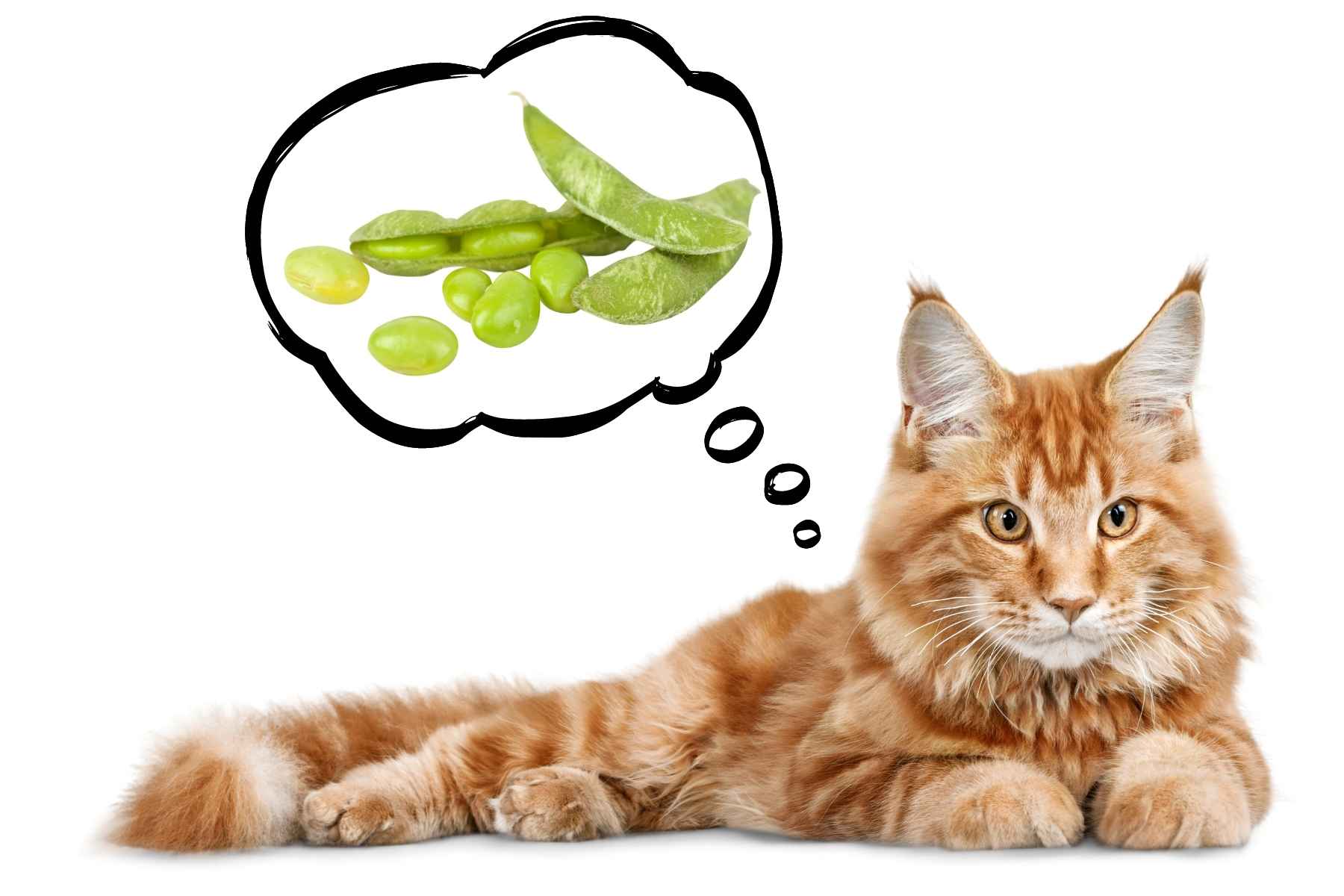 Long haired cat thinking of Edamame