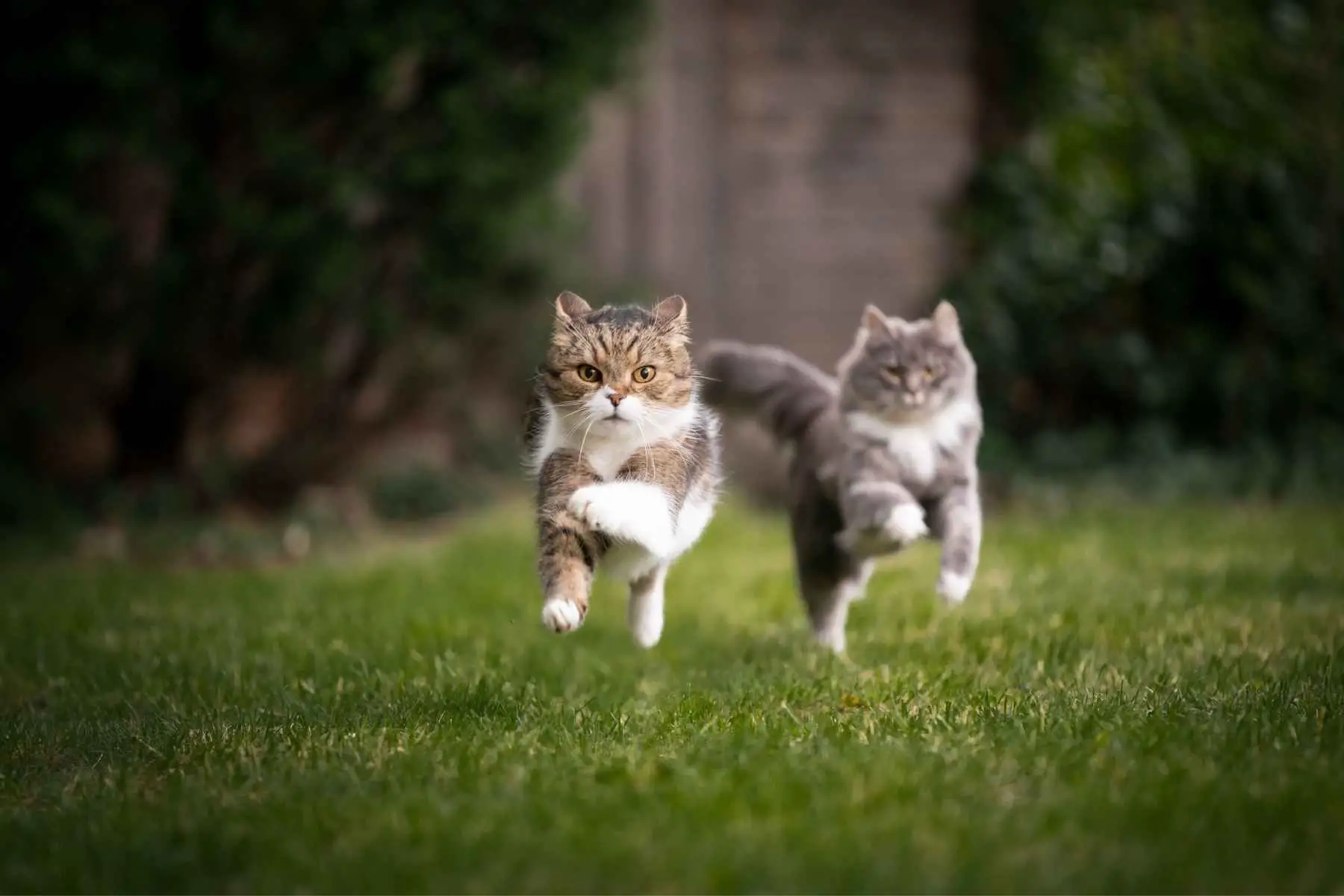 Two cats playing in the backyard