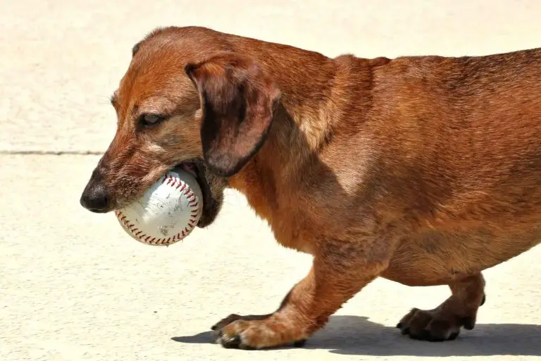 Can Dogs Chew on Baseballs?