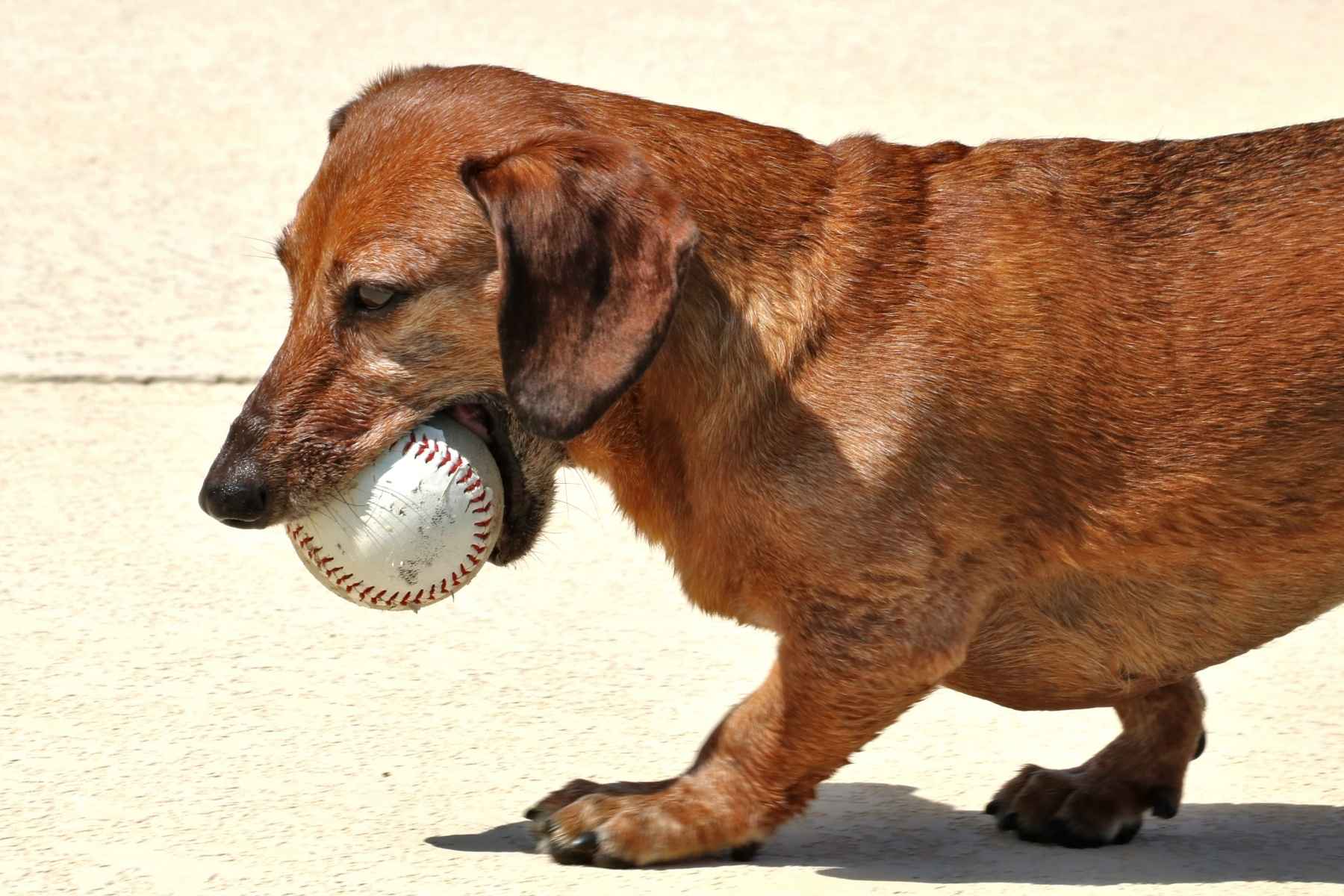 Brown dog chewing on a baseball