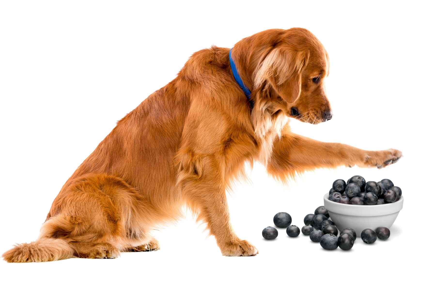 Dog pawing a bowl of blueberries