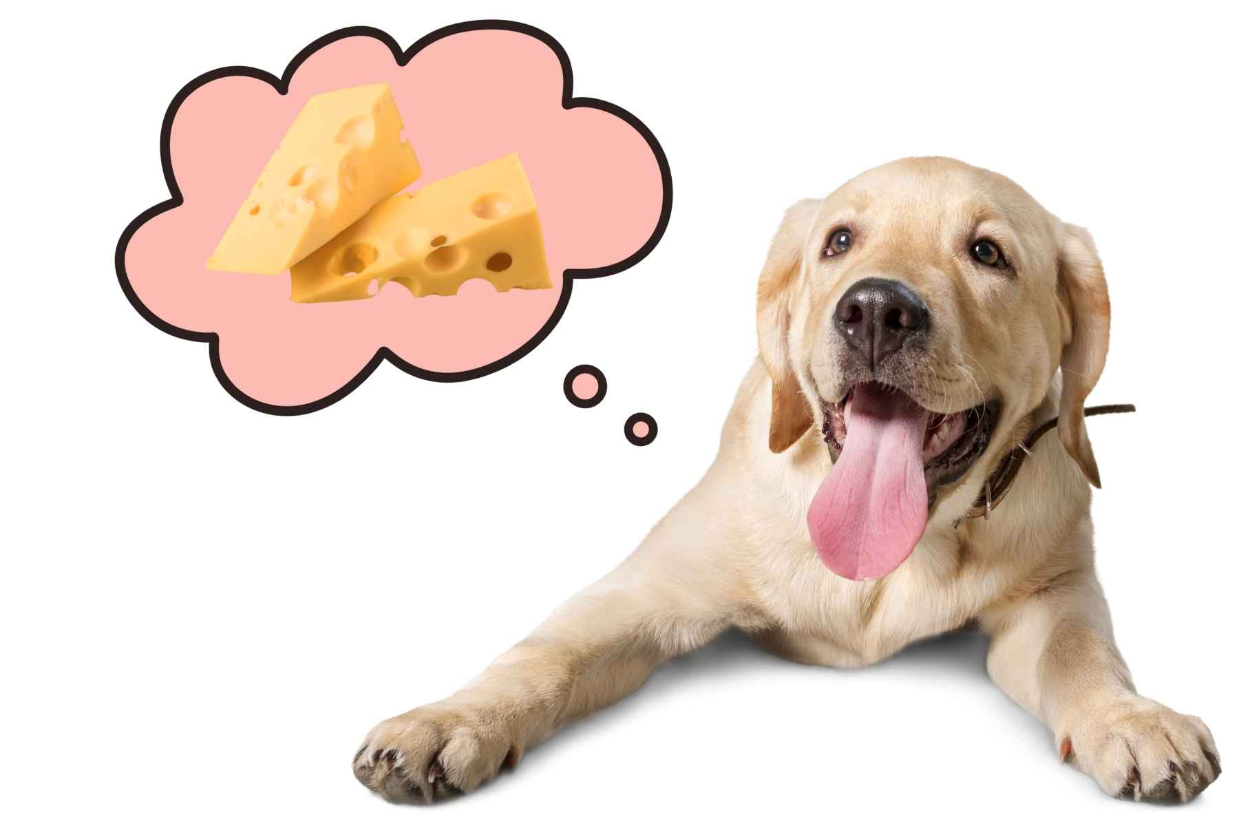 Dog thinking about cheese