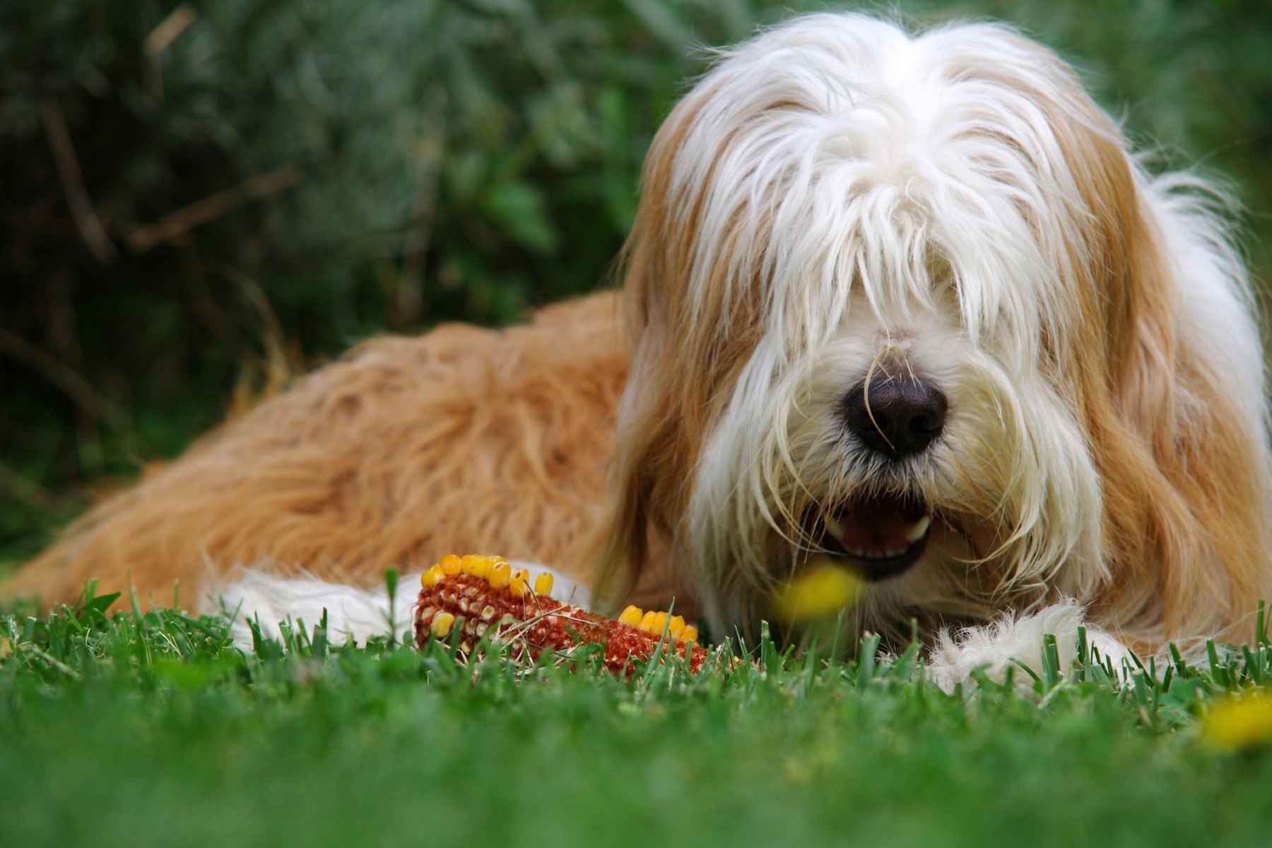 Dog eating corn