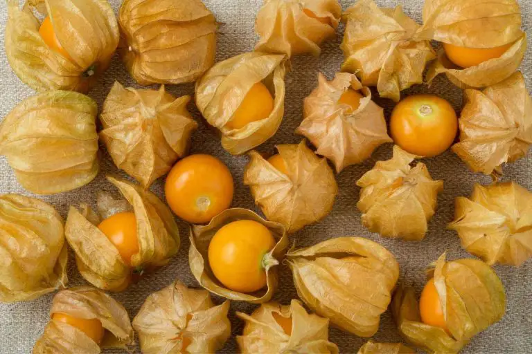 Can Dogs Eat Golden Berries?