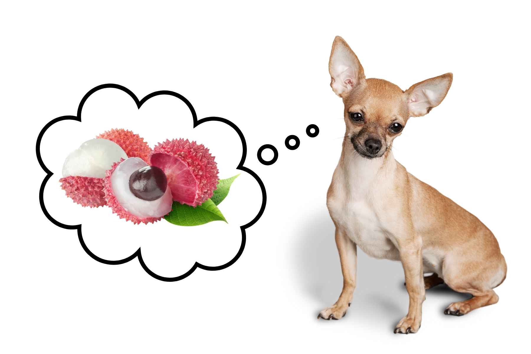 Can Dogs Eat Lychee? - Crittertips.com