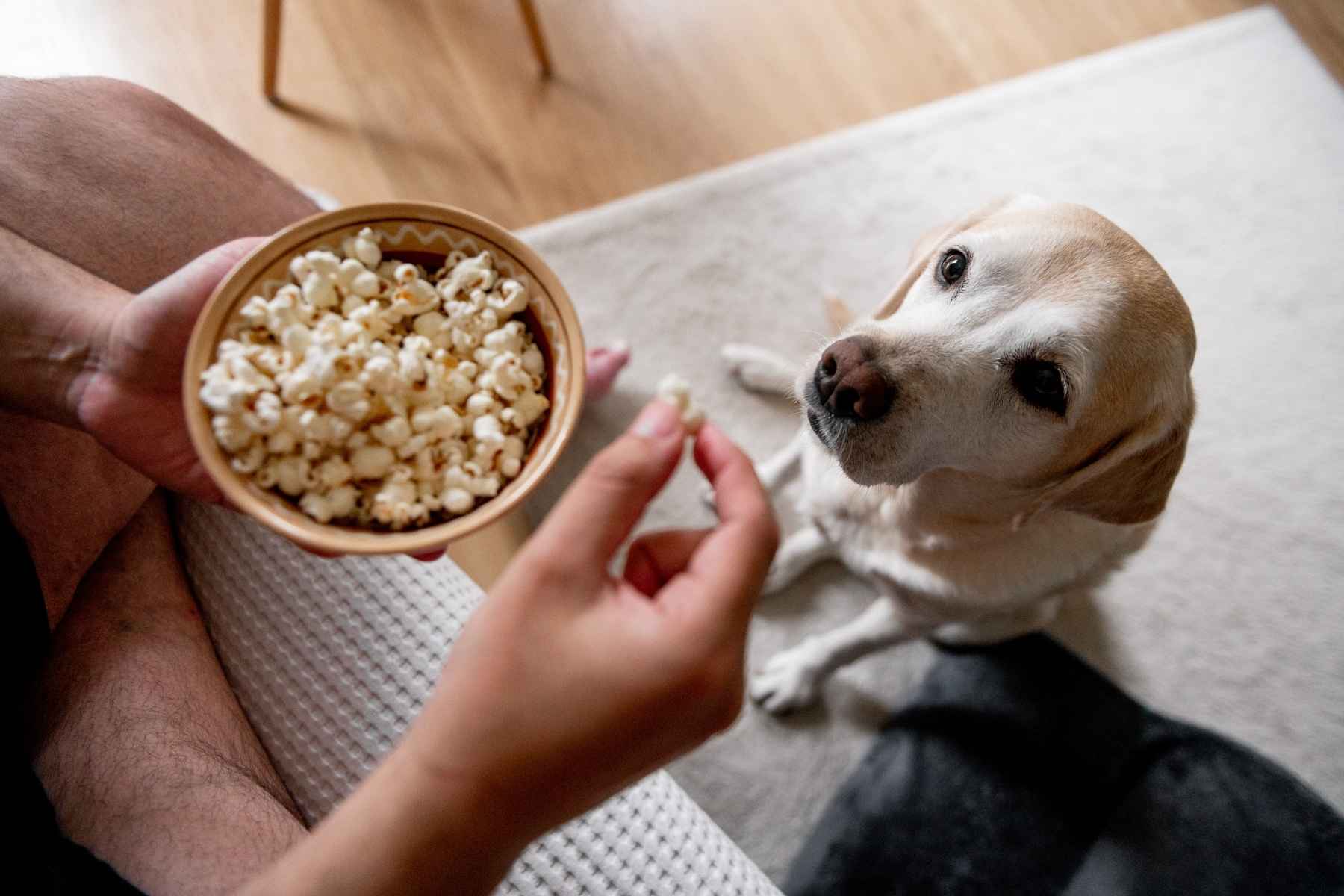 Man feeding popcorn to his dog